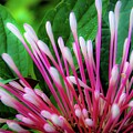 Tropic Blooms