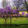 Wisteria