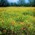Wild Flowers Texas